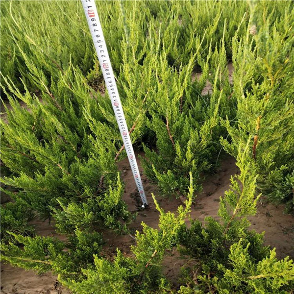 側柏圖片 側柏圖片