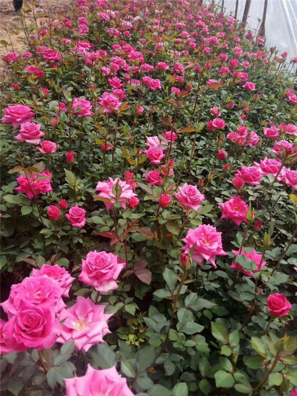 豐花月季圖片 豐花月季圖片