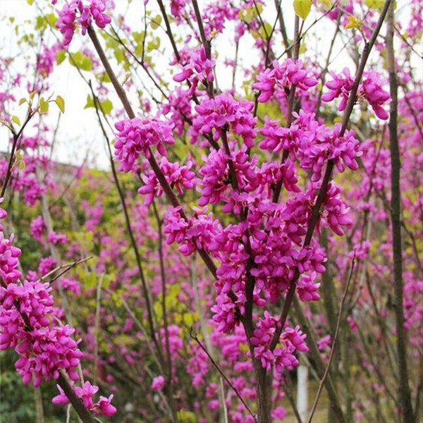 紫荊圖片 紫荊圖片