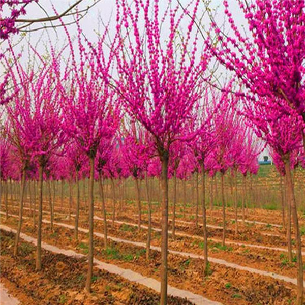 紫荊圖片 紫荊圖片