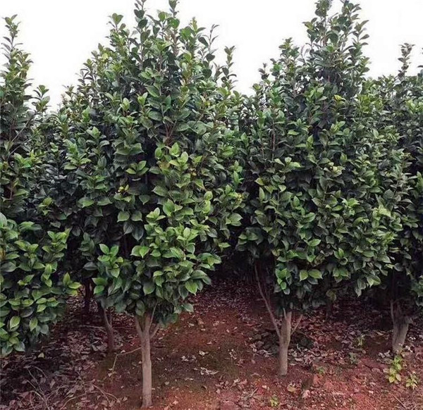 山茶花圖片 山茶花圖片