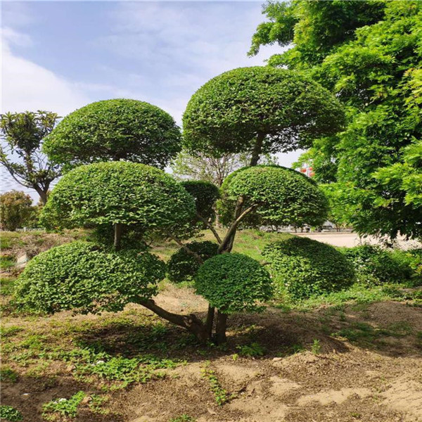 小葉女貞圖片 小葉女貞圖片