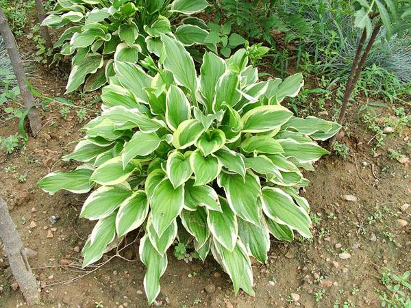 花葉玉簪圖片 花葉玉簪圖片