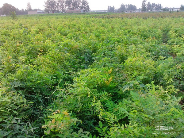 紫藤樹圖片 紫藤樹圖片