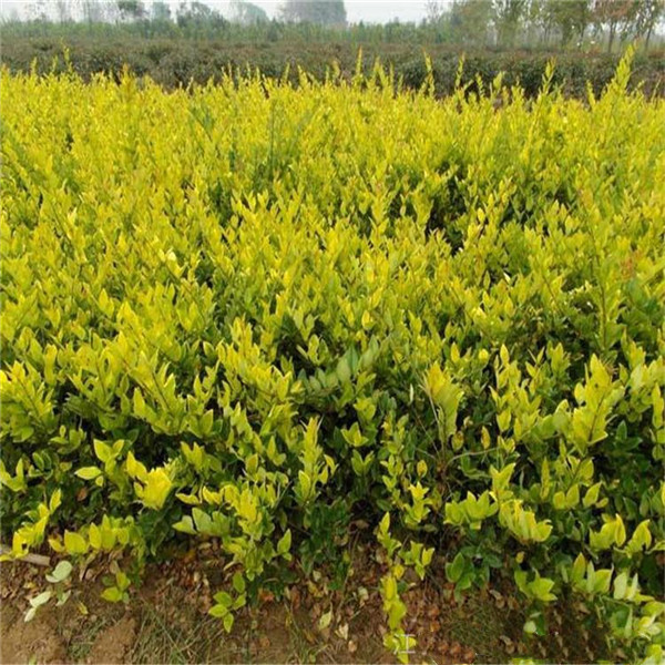 金森女貞圖片 金森女貞圖片