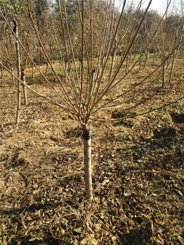 梅樹圖片 梅樹圖片