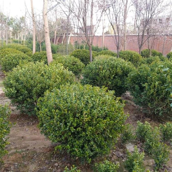 黃楊圖片 黃楊圖片