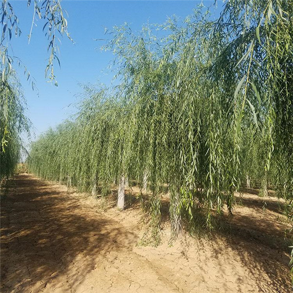 垂柳圖片 垂柳圖片