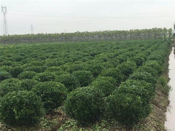 冬青圖片 冬青圖片