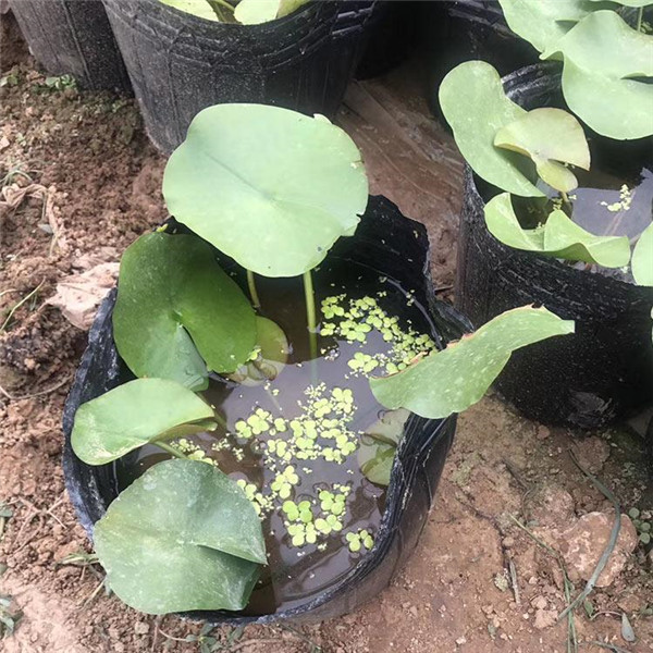 睡蓮圖片 睡蓮圖片