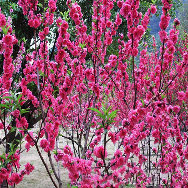 紅梅圖片 紅梅圖片