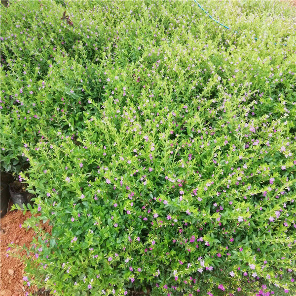 滿天星圖片 滿天星圖片