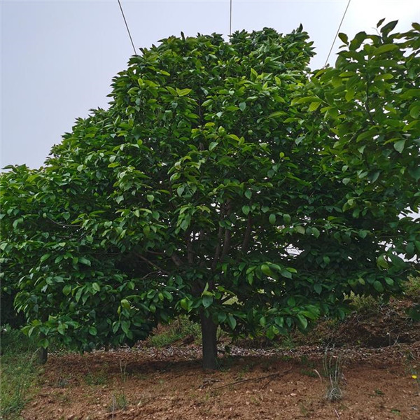 二喬玉蘭圖片 二喬玉蘭圖片