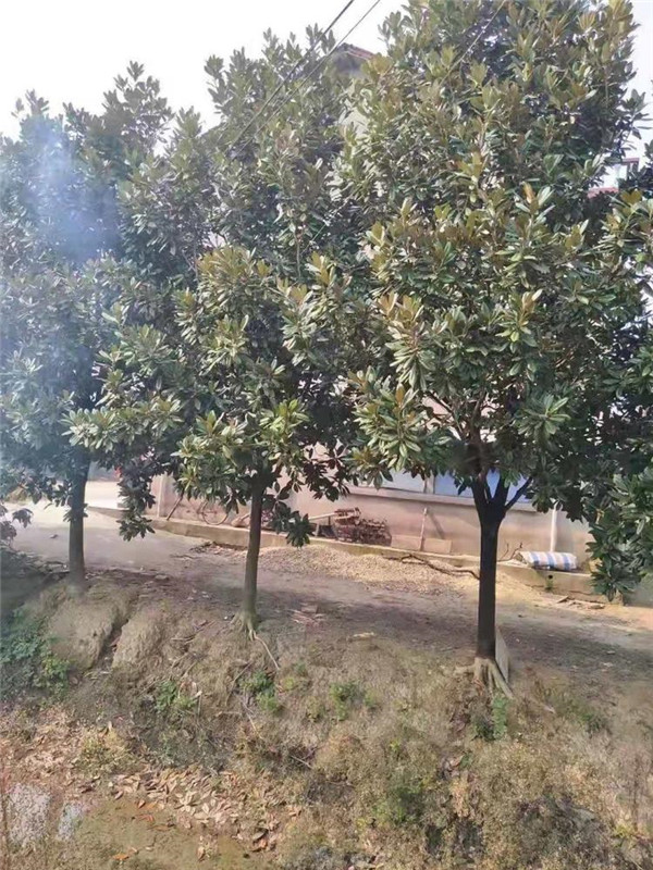 二喬玉蘭圖片 二喬玉蘭圖片