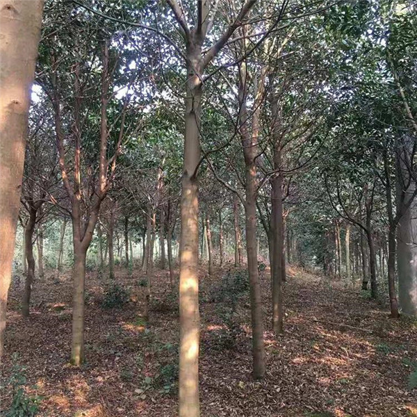 杜英樹圖片 杜英樹圖片