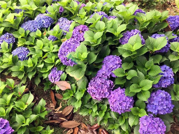 八仙花圖片 八仙花圖片