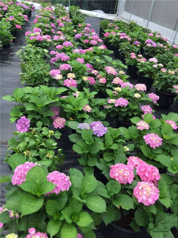 八仙花圖片 八仙花圖片