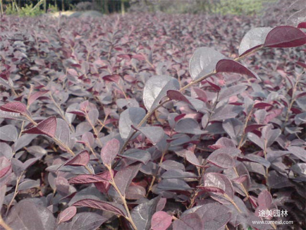紅花檵木圖片 紅花檵木圖片