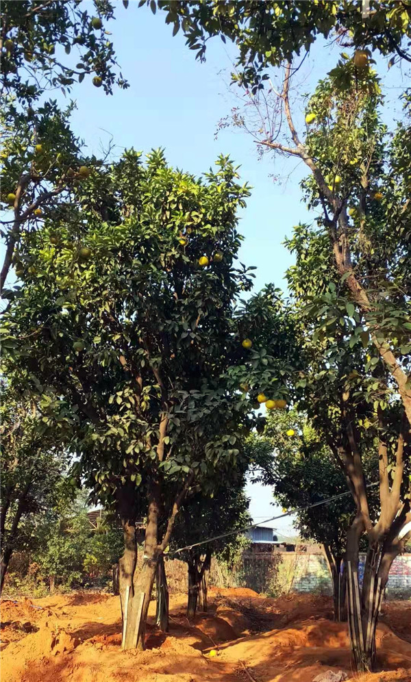 柚子樹(shù)圖片 柚子樹(shù)圖片