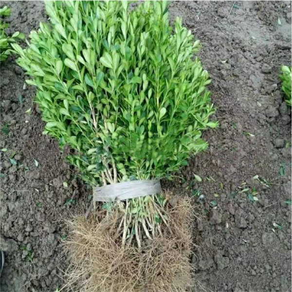 大葉黃楊圖片 大葉黃楊圖片