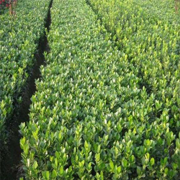 大葉黃楊圖片 大葉黃楊圖片