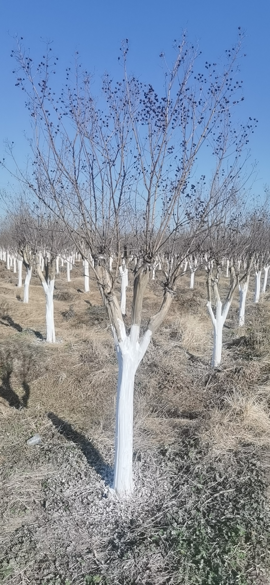 紅火箭紫薇圖片 紅火箭紫薇圖片