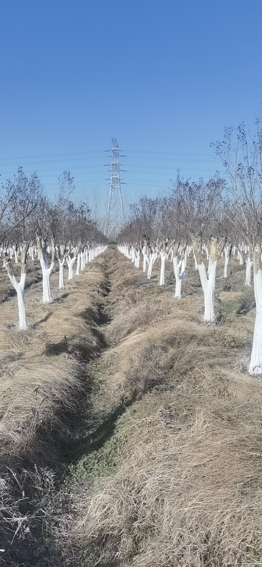 紅火箭紫薇圖片 紅火箭紫薇圖片