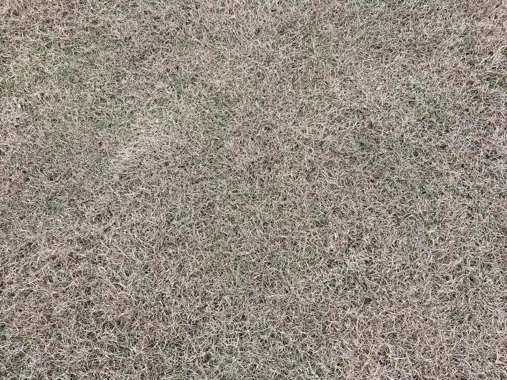 狗牙根草坪 狗牙根草坪