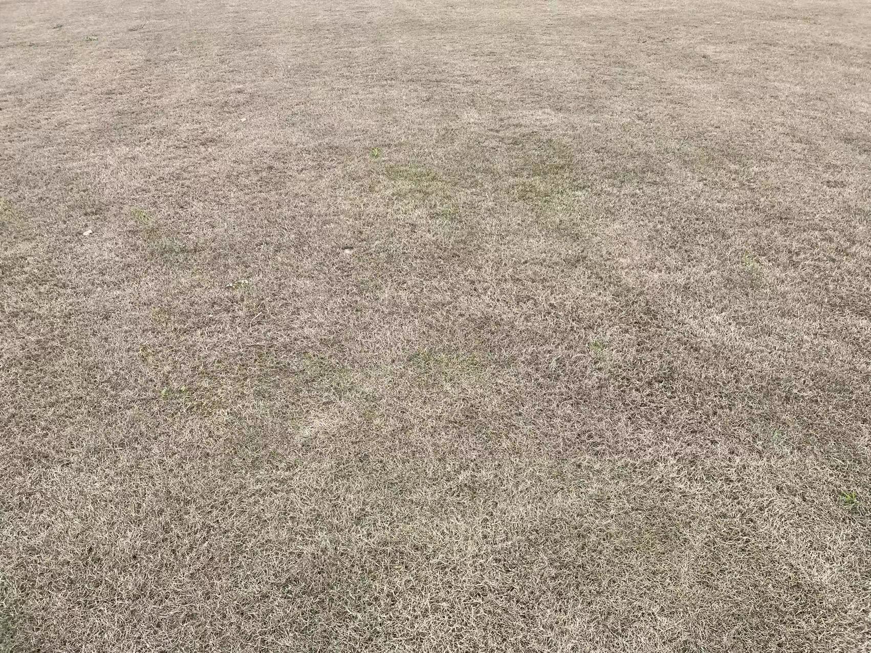 狗牙根草坪 狗牙根草坪