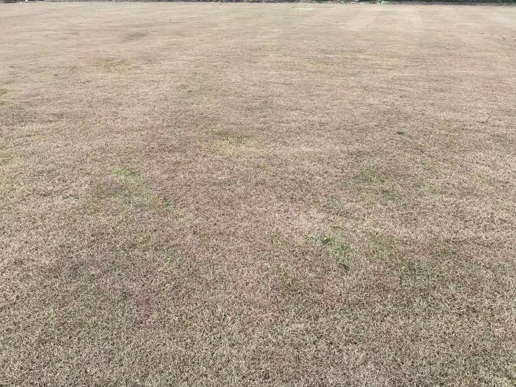 狗牙根草坪 狗牙根草坪