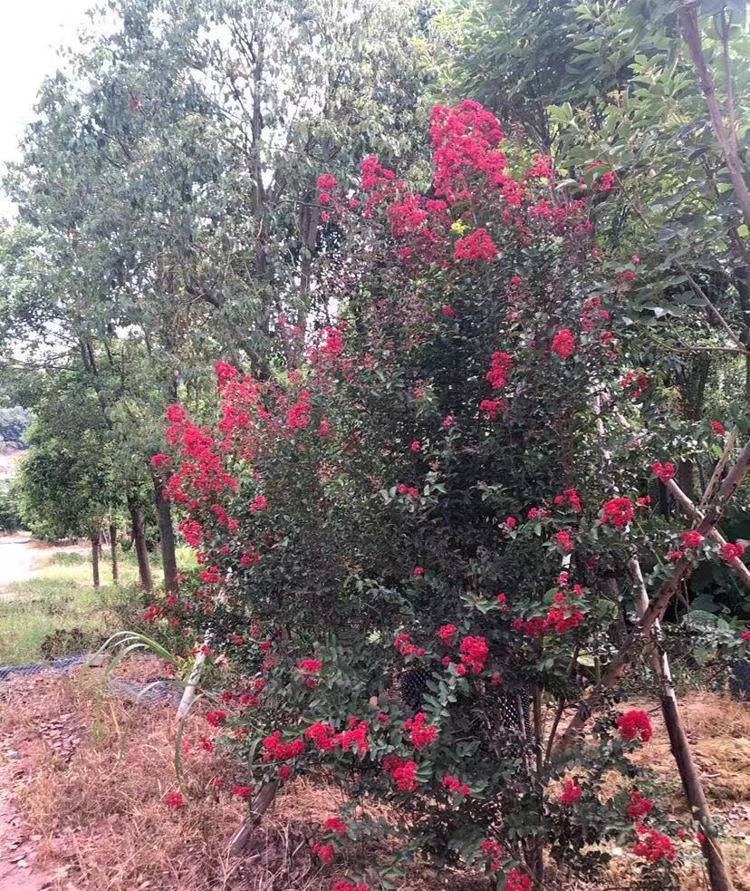 紅火箭紫薇圖片 紅火箭紫薇圖片