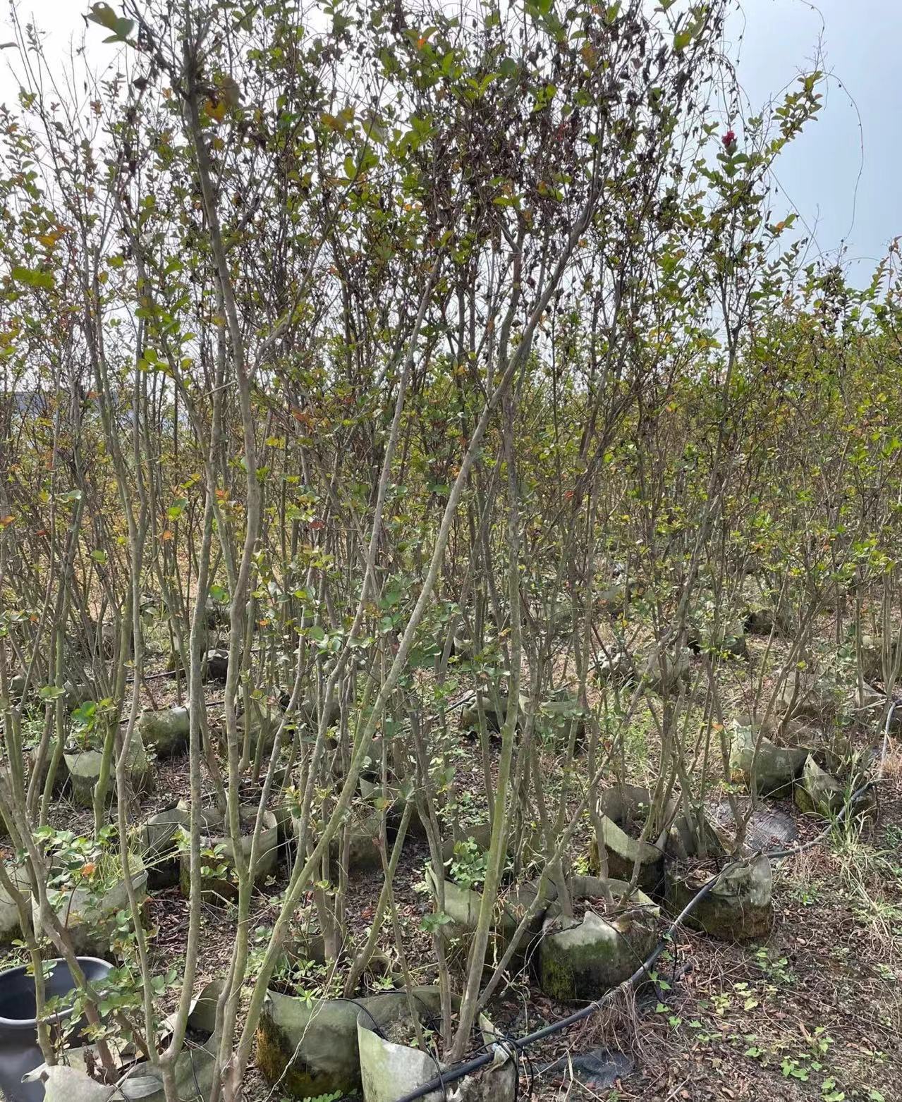 紅火箭紫薇圖片 紅火箭紫薇圖片