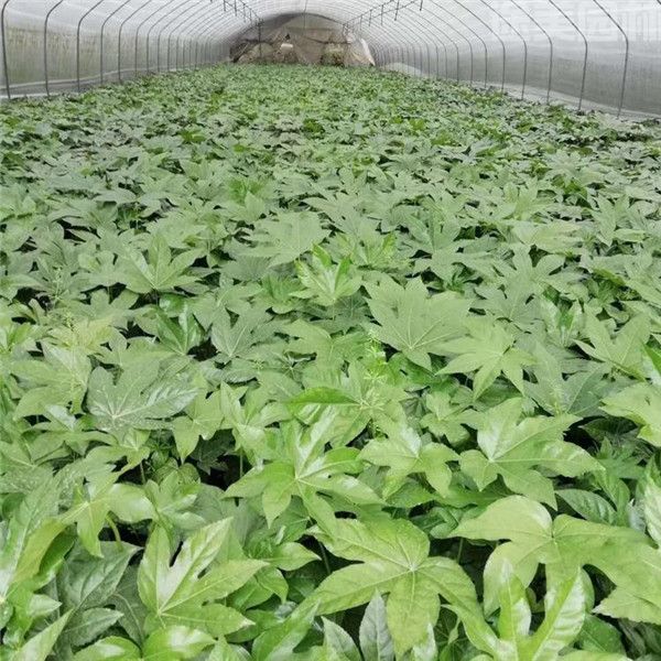 八角金盤圖片 八角金盤圖片