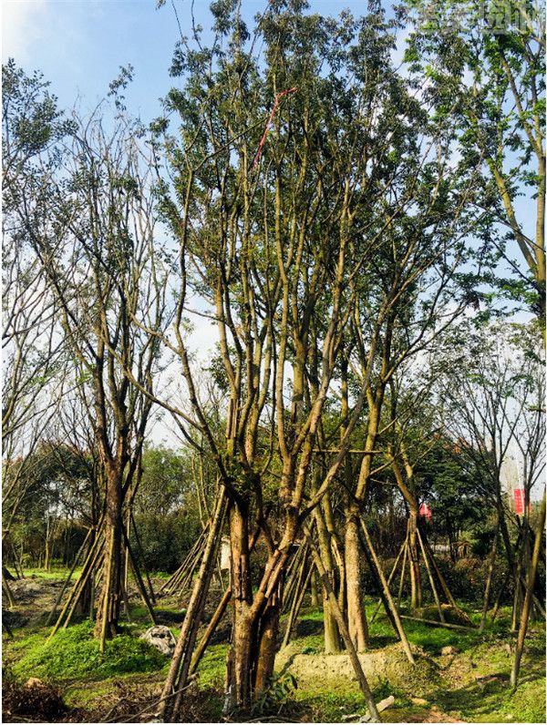 黃連木圖片 黃連木圖片