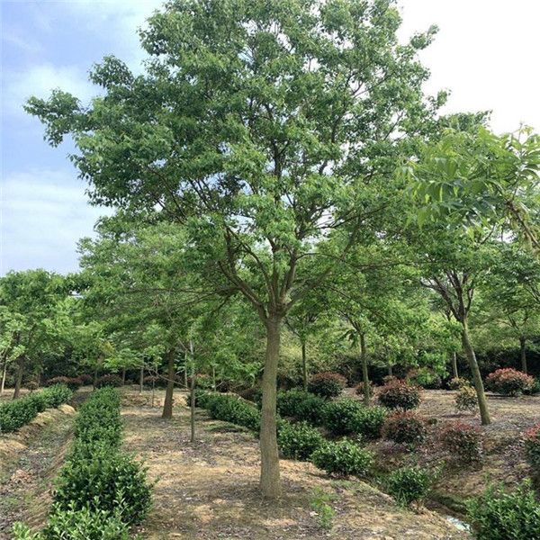 烏桕圖片 烏桕圖片