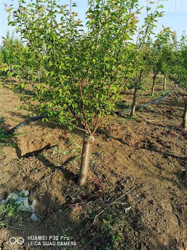 骨里紅梅花圖片 骨里紅梅花圖片
