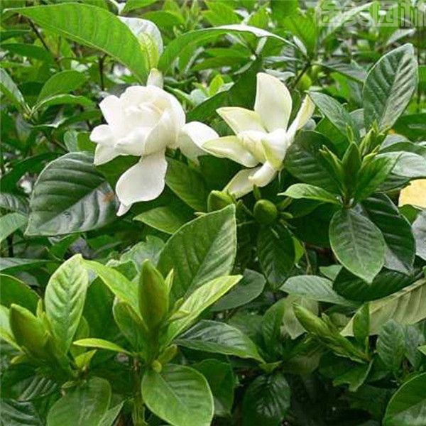 梔子花圖片 梔子花圖片