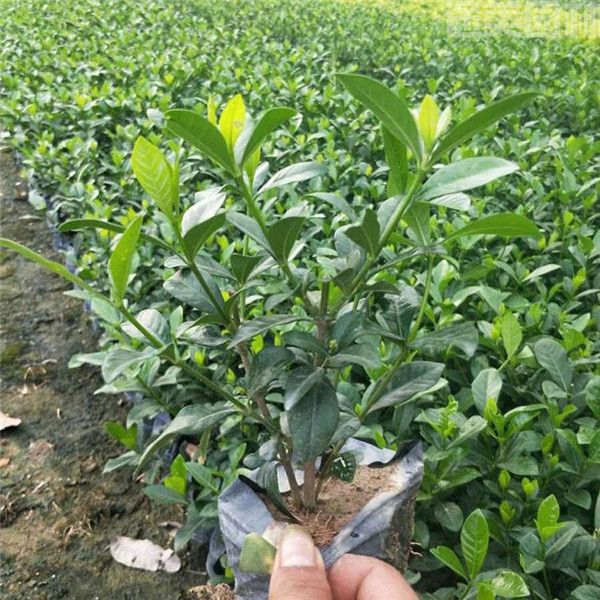 梔子花圖片 梔子花圖片