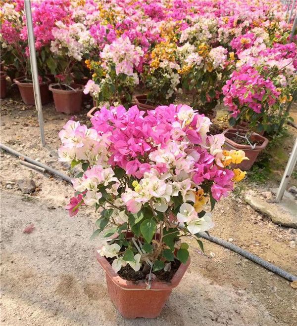 三角梅圖片 三角梅圖片