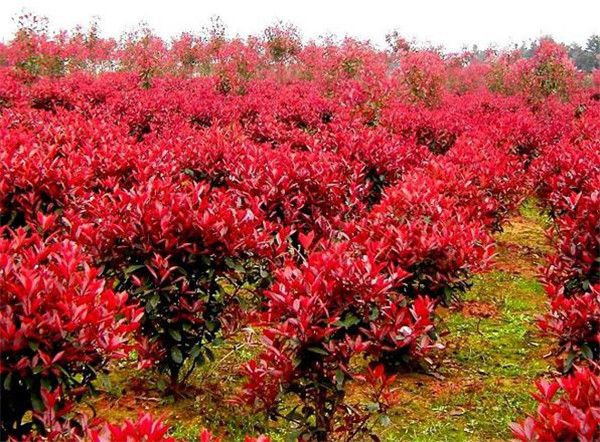 紅葉石楠圖片 紅葉石楠圖片