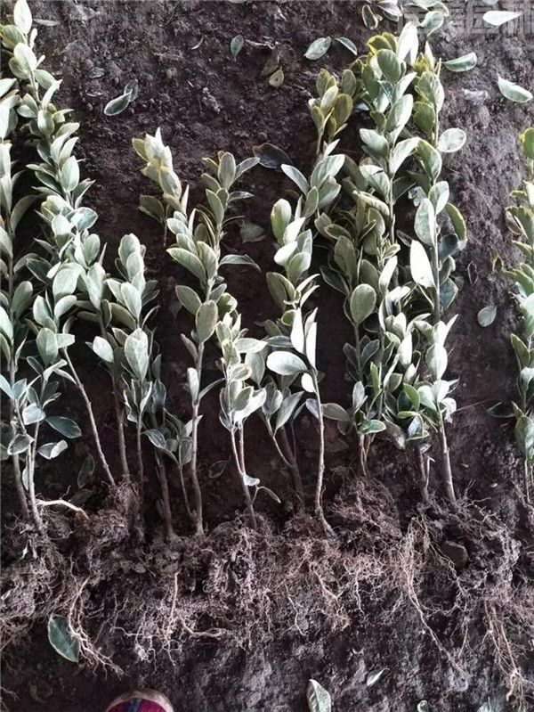 金邊黃楊 金邊黃楊