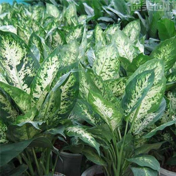 小葉萬年青 小葉萬年青