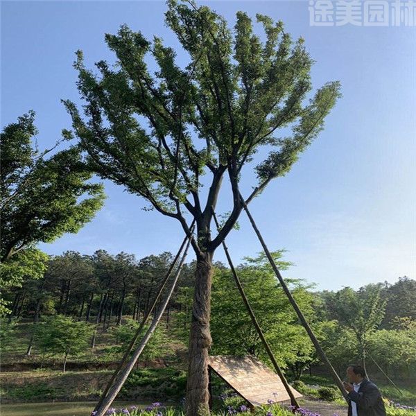 樸樹(shù) 樸樹(shù)