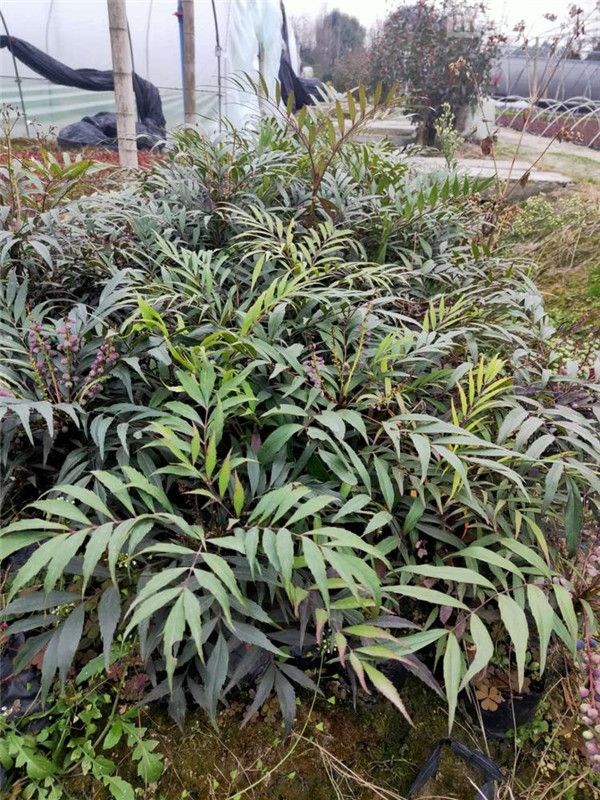 十大功勞 十大功勞