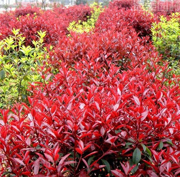 紅葉石楠 紅葉石楠