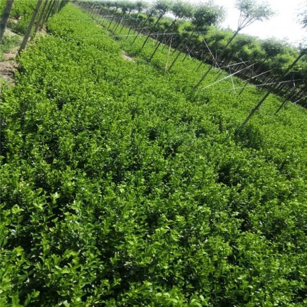 衛(wèi)矛 衛(wèi)矛