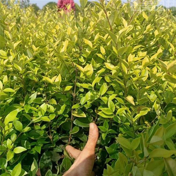 金葉女貞 金葉女貞