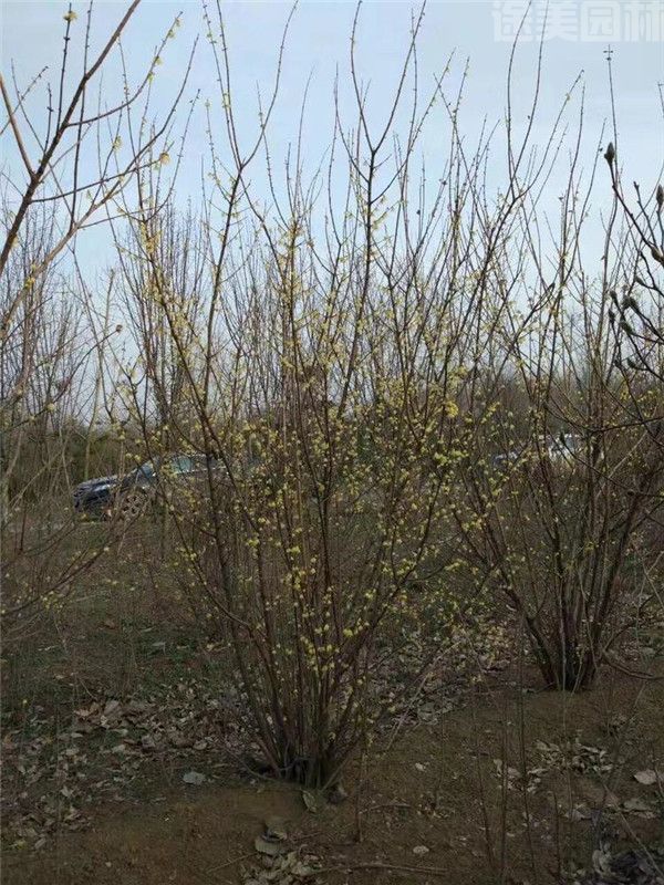 烏桕樹(shù) 烏桕樹(shù)