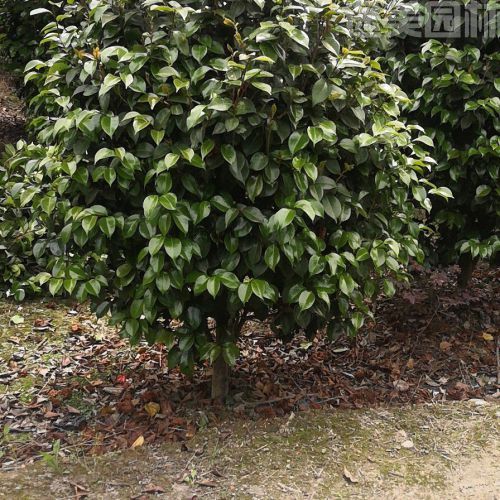 山茶花圖片 山茶花圖片