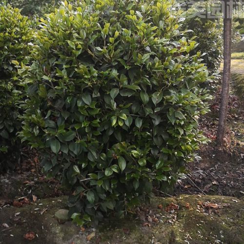 山茶花圖片 山茶花圖片